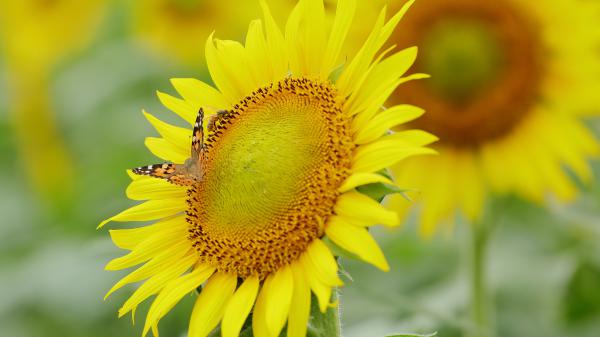 Free yellow sunflower with a bufferfly and honey bee 4k hd flowers wallpaper download