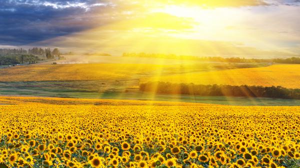 Free yellow sunflowers field with background of yellow sunbeam 4k hd flowers wallpaper download