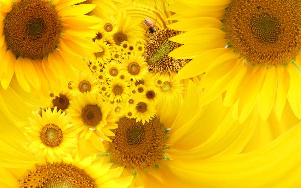 Free yellow sunflowers wallpaper download