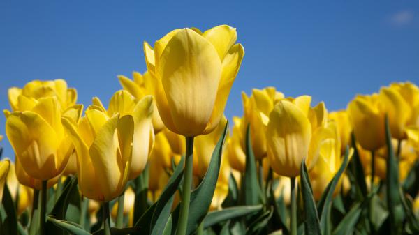 Free yellow tulip 4k 5k hd wallpaper download