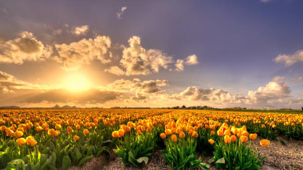 Free yellow tulip flowers field at sunset holland rich pure gold 4k hd wallpaper download