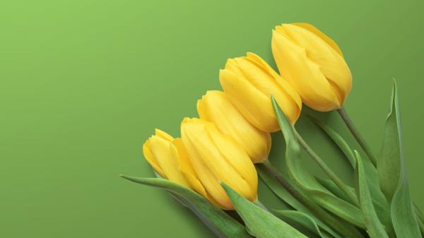 Free yellow tulips 4k 2 wallpaper download