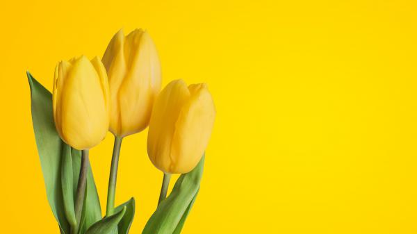 Free yellow tulips 4k 3 wallpaper download