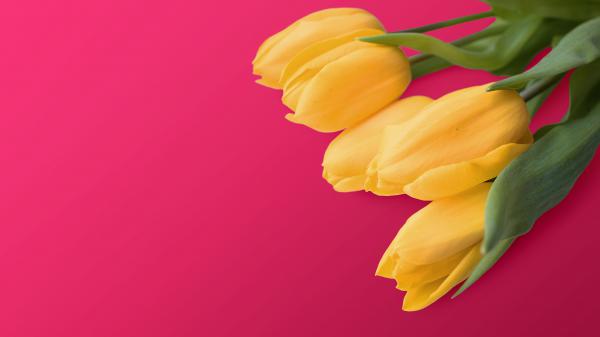 Free yellow tulips 4k wallpaper download