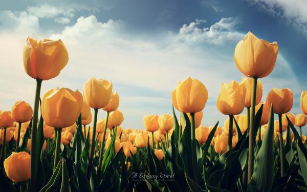 Free yellow tulips wallpaper download