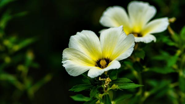 Free yellow white flowers with leaves hd flowers wallpaper download