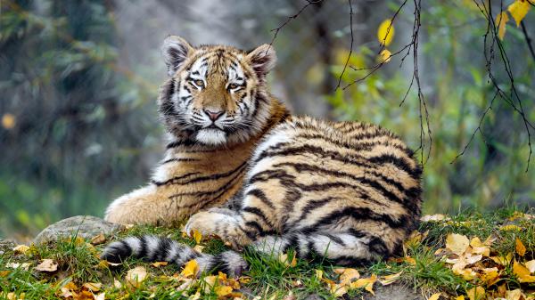 Free young tigress 4k 5k wallpaper download