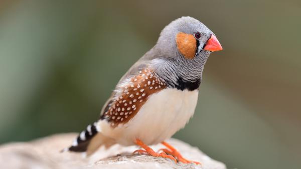 Free zebra finch bird is standing on rock in blur background hd birds wallpaper download