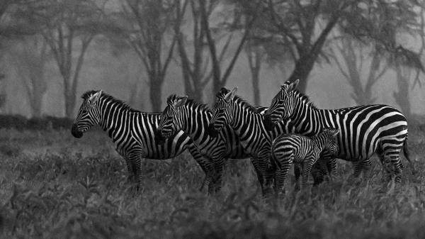 Free zebras with trees background hd animals wallpaper download (1)