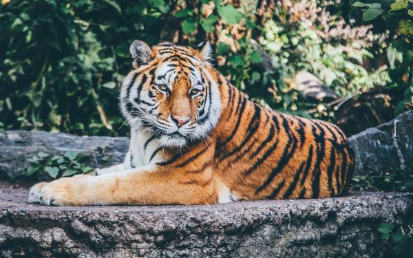 Free zoo tiger 4k wallpaper download