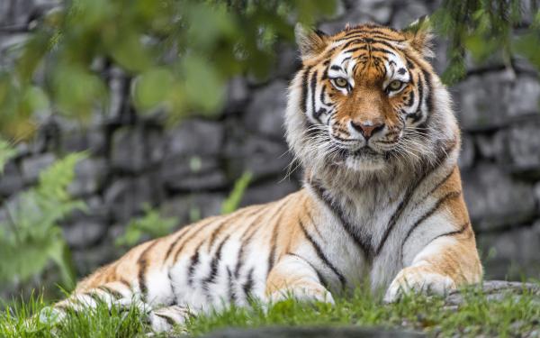 Free zoo tiger wallpaper download