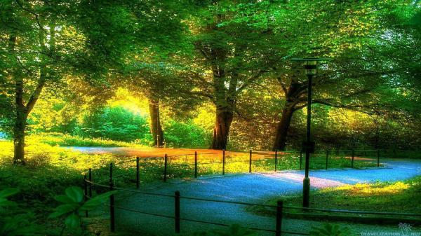 road between trees with fence during daytime with sunbeam hd nature