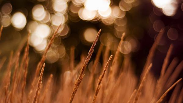 wheat with shallow background hd nature